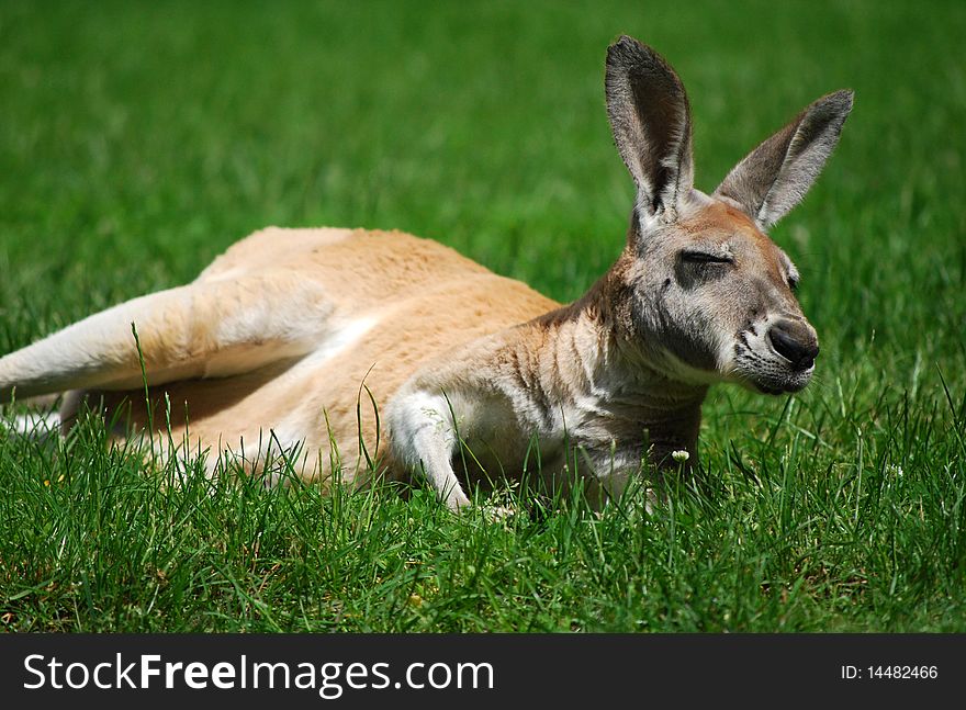 Australian kangaroo in the grass. Australian kangaroo in the grass