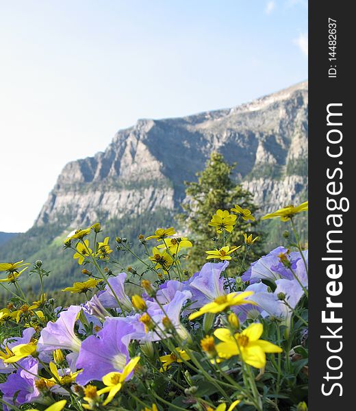 Mountain top and wild flower