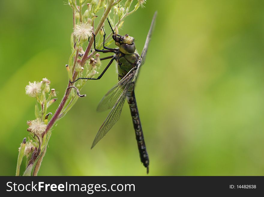 Photo of dragonfly feeding off the plants
