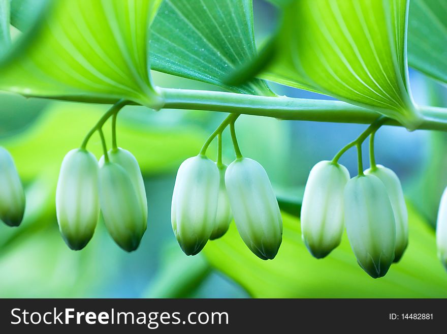 Close-up of green closed buds. Shallow depth of field.