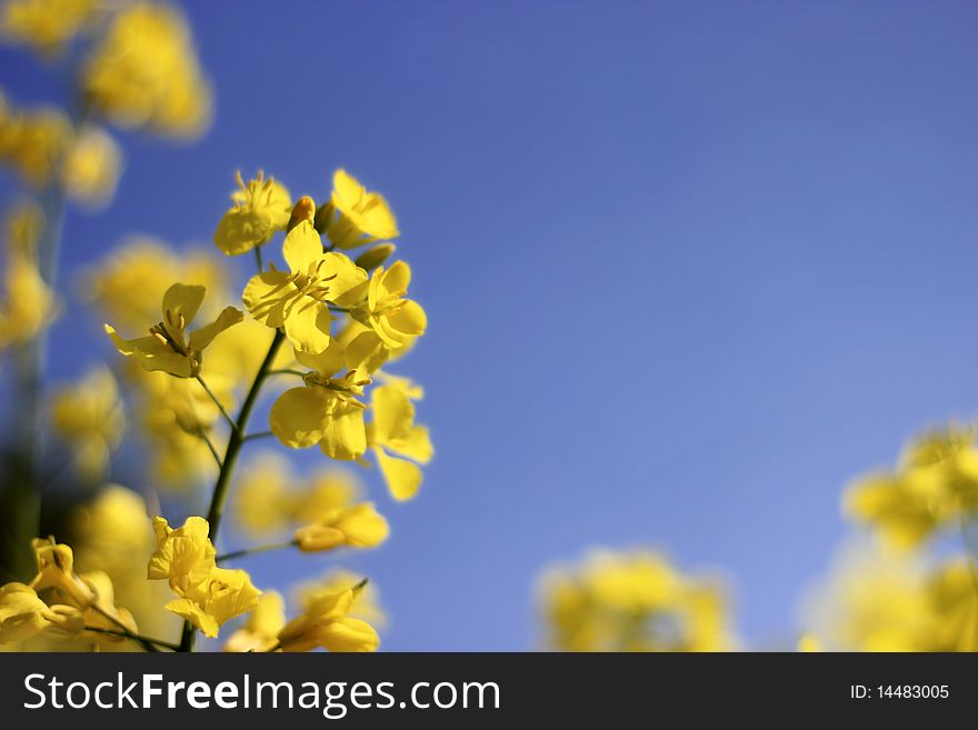 Detail of yellow rapeseed against blue sky. Detail of yellow rapeseed against blue sky