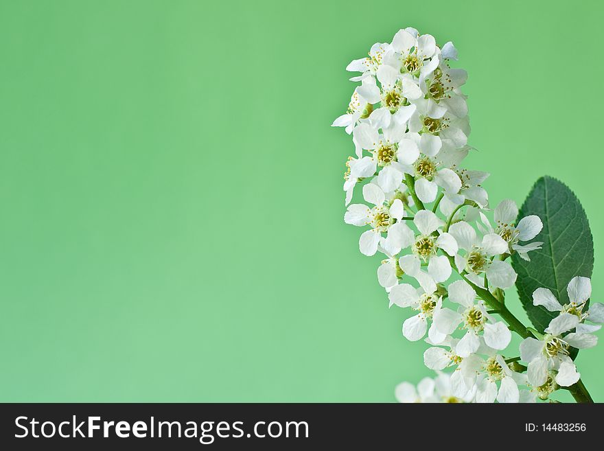 White flower of a bird cherry on a green background. White flower of a bird cherry on a green background