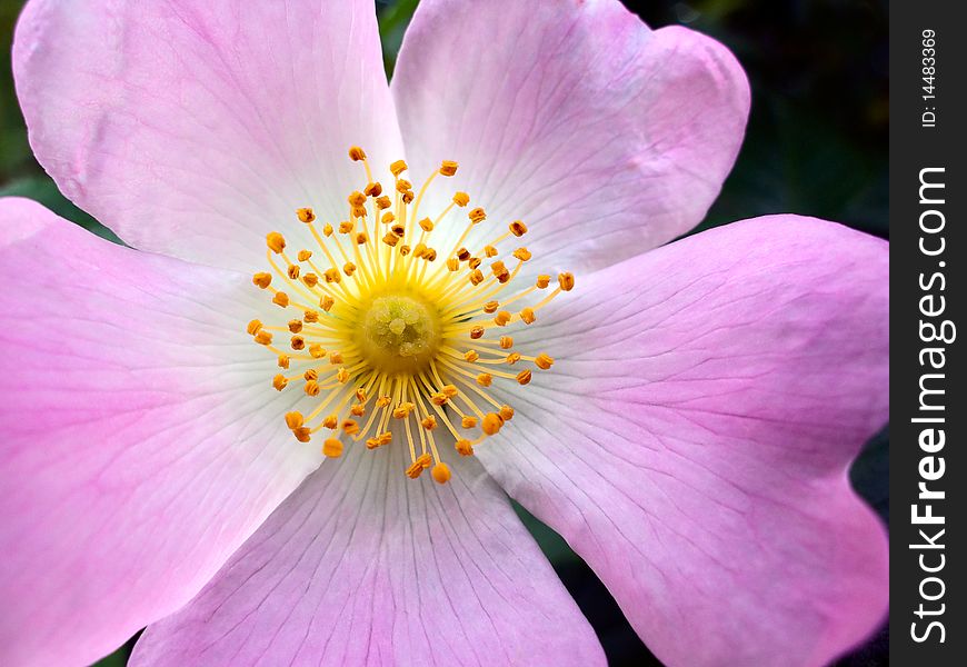 Yellow stamens, stigma and filaments of a beautiful violet flower. Yellow stamens, stigma and filaments of a beautiful violet flower