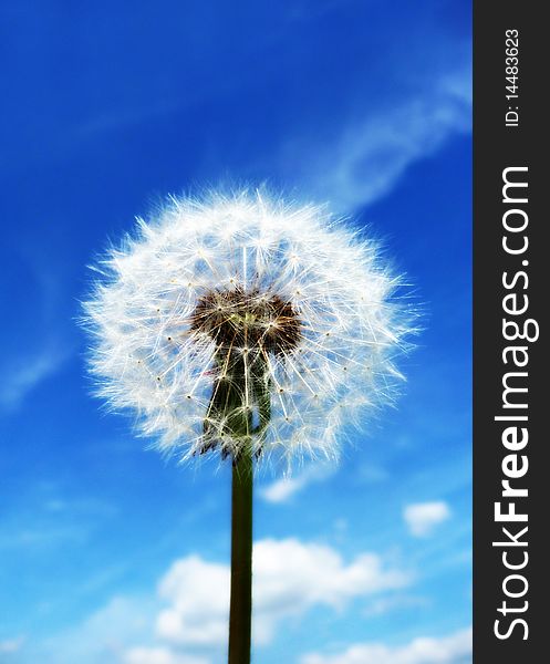 Close up view of a Dandelion clock with a sky background.