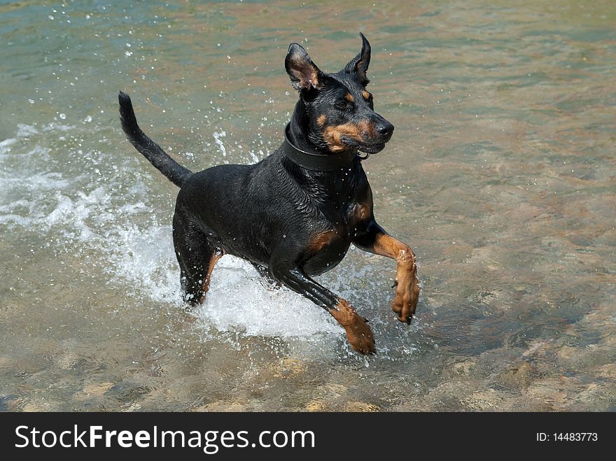 A black doberman running through the water at a river