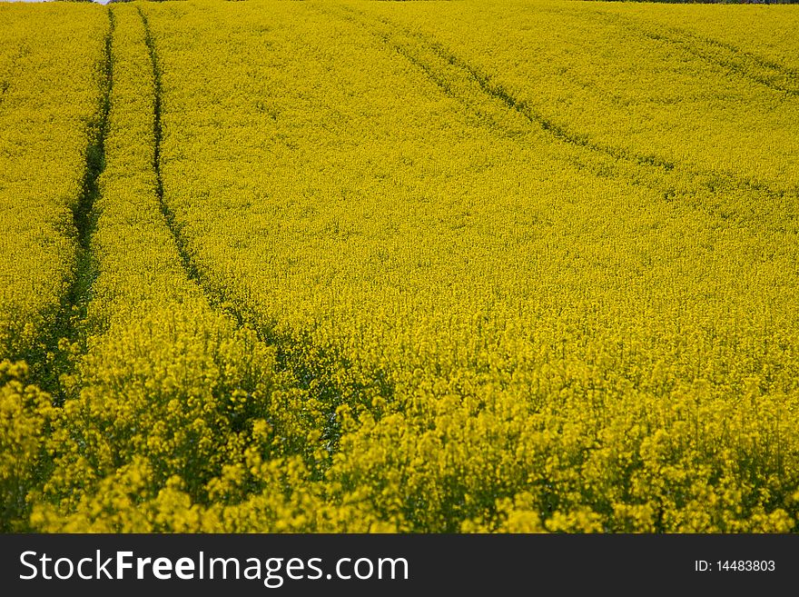 A yellow field in mai. A yellow field in mai