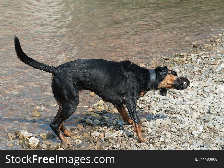 A black doberman shaking the water of its fur at the riverside. A black doberman shaking the water of its fur at the riverside