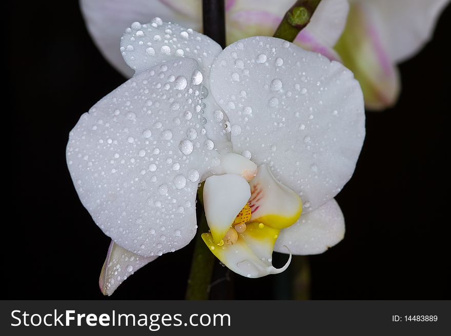 A withe orchid and a black bachground