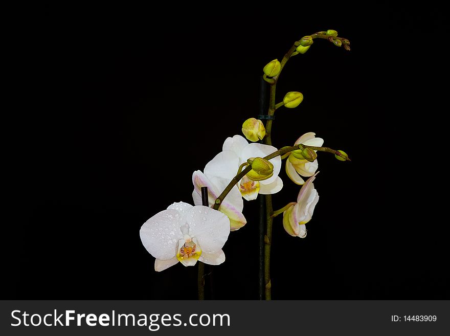 A withe orchid and a black bachground