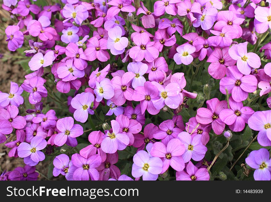 Sunny image with violet flowers