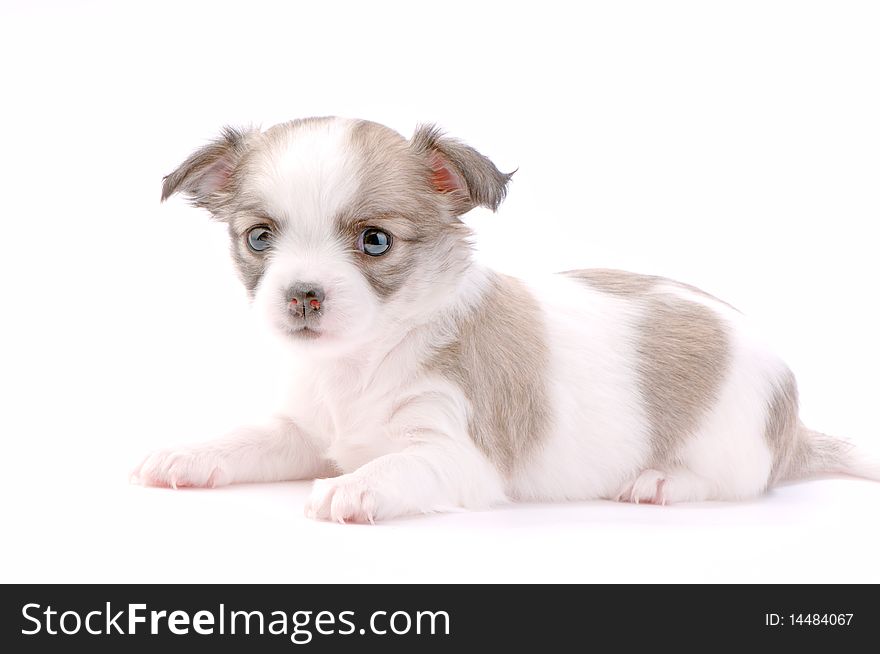 Chihuahua puppy lying on white isolated studio shot