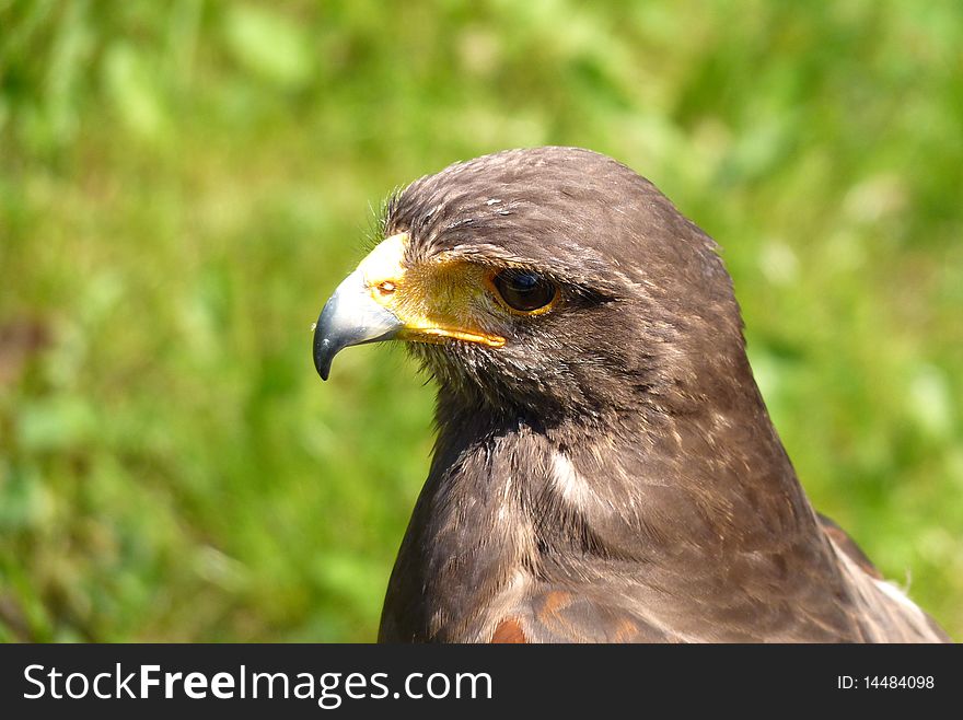 Close up of a falcon bird closeup