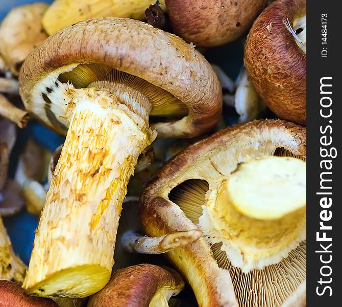 Heap Of Armillaria Closeup