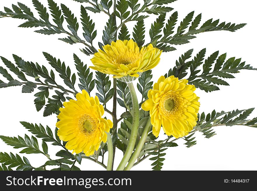 Bouquet of 3 gerbera and green leafs on a white background