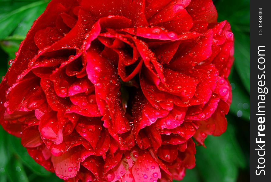 drench deep red flower weighed down in its water.  drench deep red flower weighed down in its water