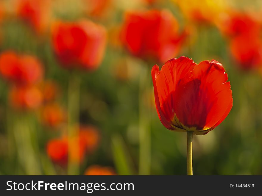 Red tulips field, Shallow DOF. Spring background