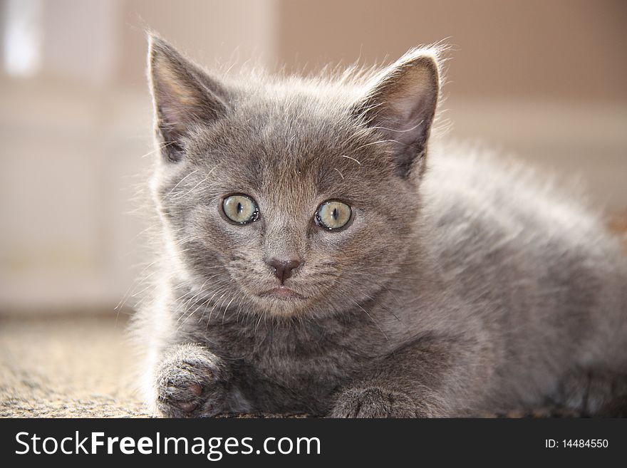 Black Grey Kitten
