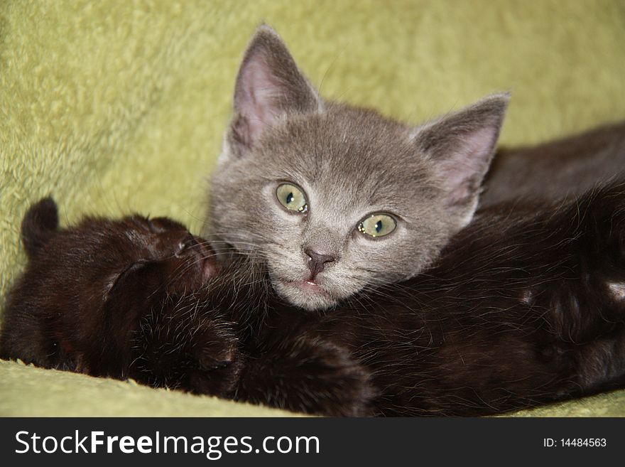 8 weeks old kitten posing for a picture. 8 weeks old kitten posing for a picture