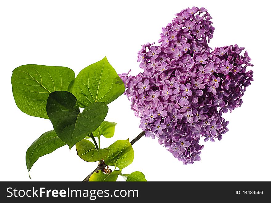 Lilac branch isolated on white. Llight violet flowers on twig with leaves