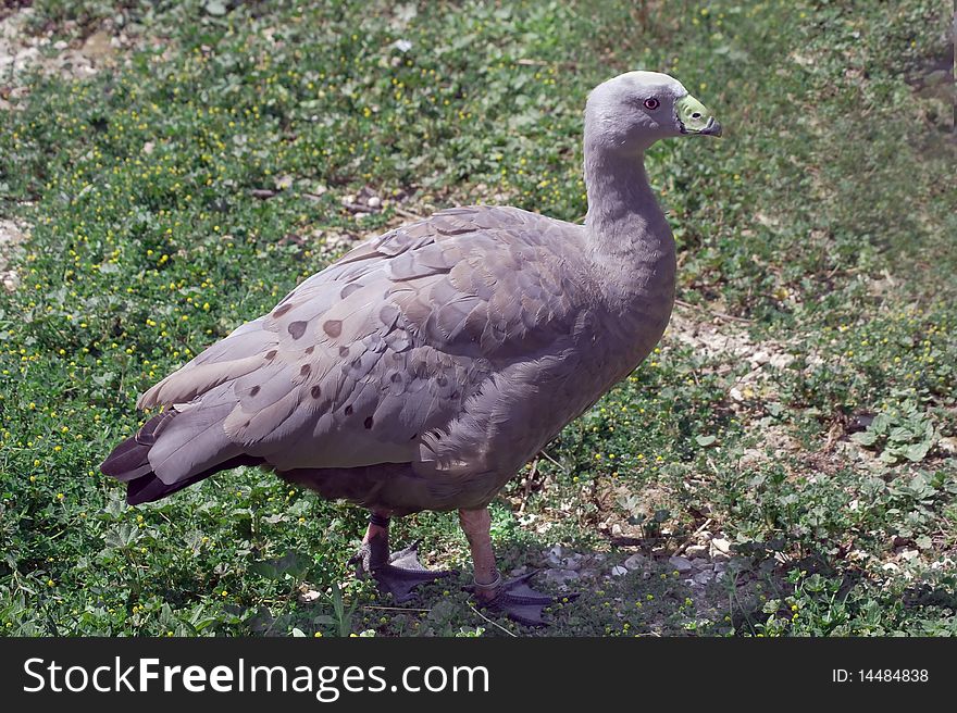 A wild goose in a park zoo