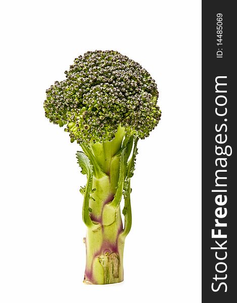 Fresh broccoli stalk isolated on white background