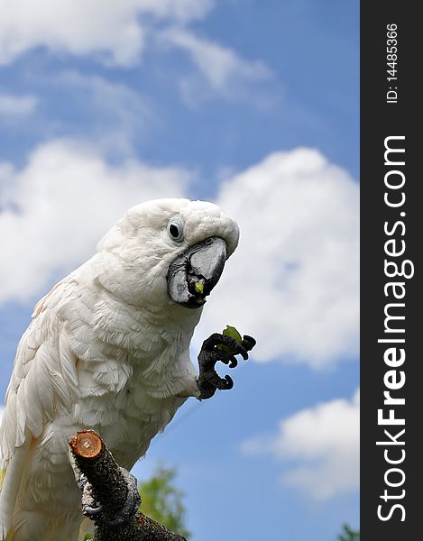 White parrot eating a grape. White parrot eating a grape