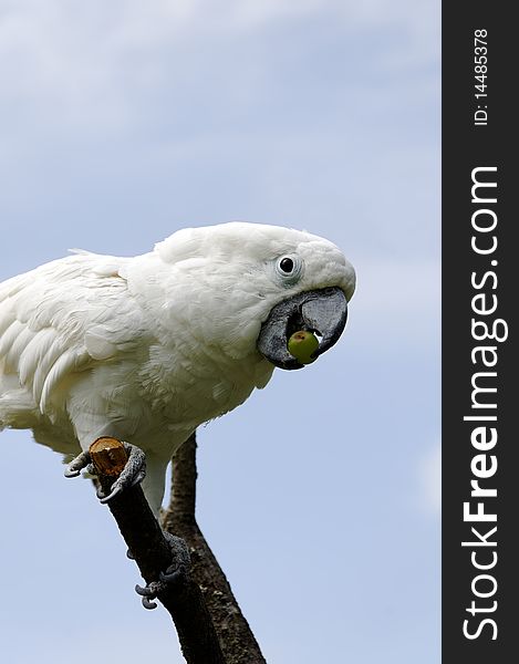 White parrot eating a green grape. Sky background. White parrot eating a green grape. Sky background