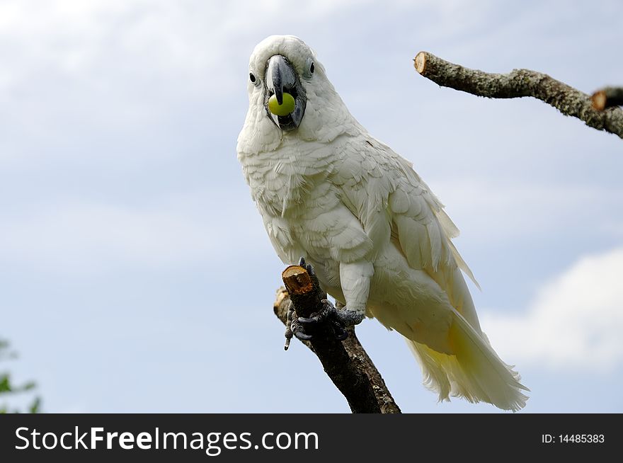 Parrot eating a grape against sky background. Parrot eating a grape against sky background