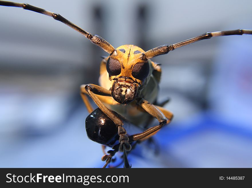 Close Up Alien-like Cerambycidae