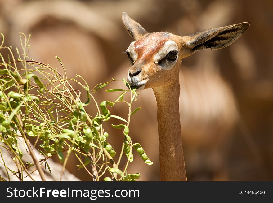 A Deer eats green leaves off of a branch.