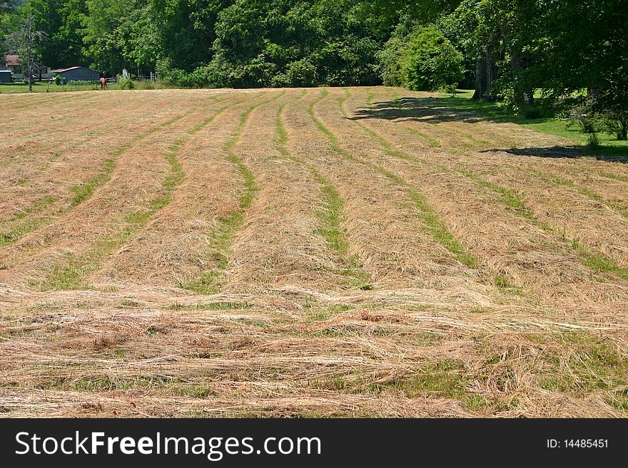 Rows of Mown Hay