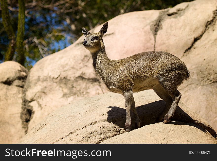 Deer On Rocks
