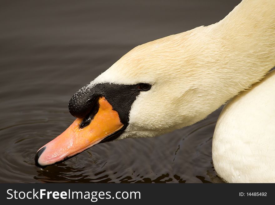 A Swan drinks water from a pond.