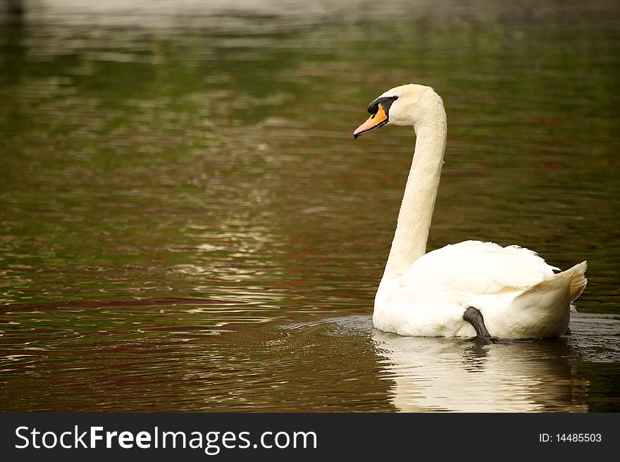 A Swan is swimming in a pond.