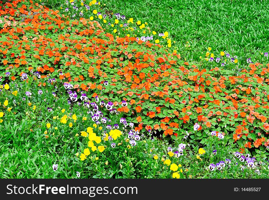 Flower cluster in red and white, yellow across green meadow. appears as strip shape, means colorful, prosperous and flourishing. Flower cluster in red and white, yellow across green meadow. appears as strip shape, means colorful, prosperous and flourishing.