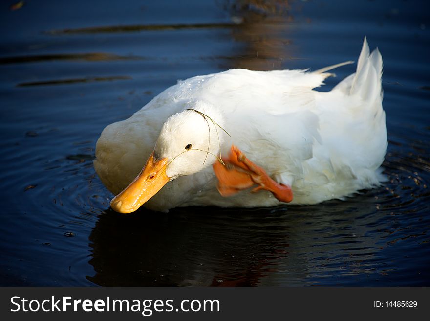 A white duck attempts to remove grass on top of it's head. A white duck attempts to remove grass on top of it's head.