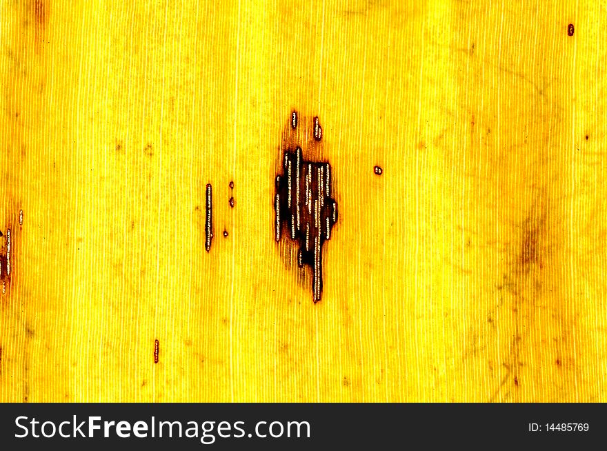 Macro yellow banana leaf shown brown strip background. Macro yellow banana leaf shown brown strip background.