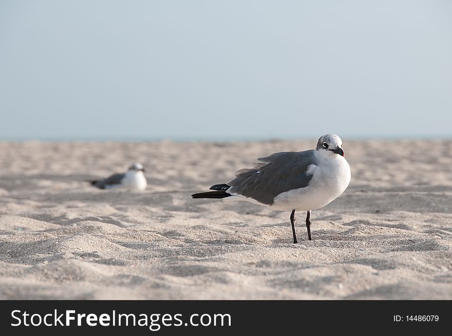 Seagulls on sand in South Beach Miami