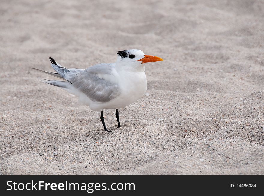 Royal Tern on the beach