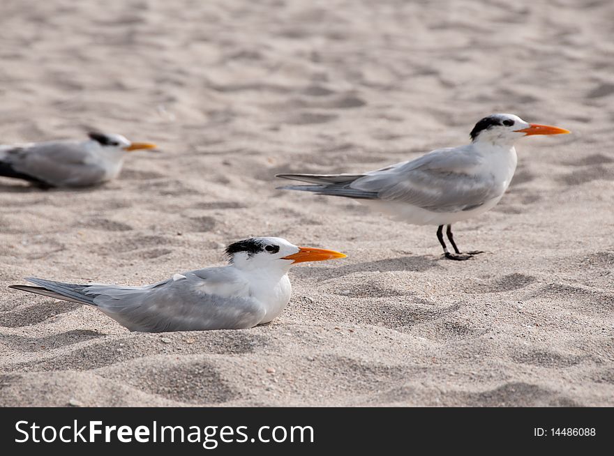 Royal Tern group on the beach. Royal Tern group on the beach