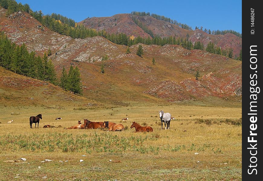 Horses and  cows in the mountains. Horses and  cows in the mountains