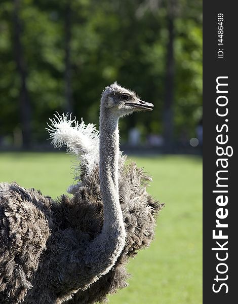 Ostrich on green background close up view