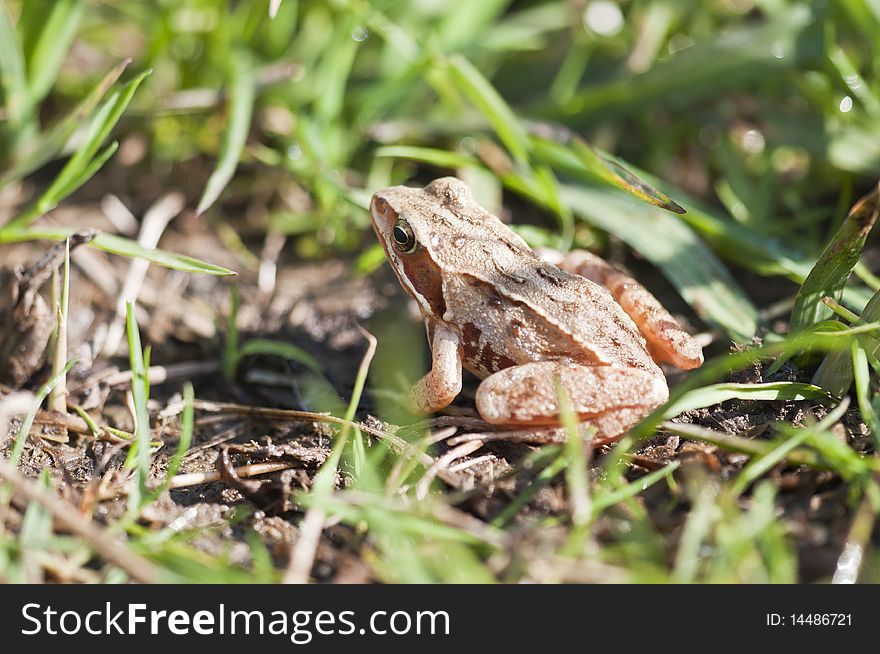 Grass frog - Rana temporaria - sitting in the grass