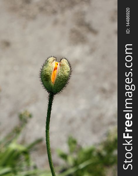 Poppy bud unfurling  orange petals