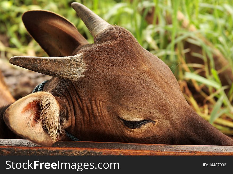 Part of the Muzzle of the Indonesian cow having a rest after a hard work. Part of the Muzzle of the Indonesian cow having a rest after a hard work.