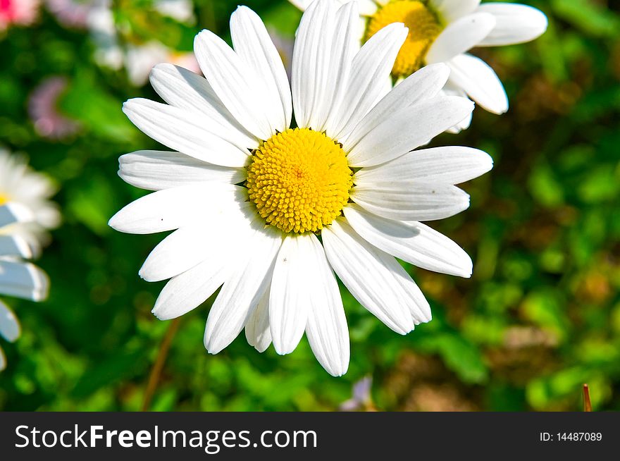 The image of camomile flower