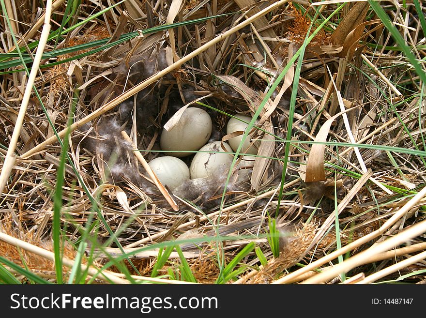 Wild duck's nest with eggs. Wild duck's nest with eggs