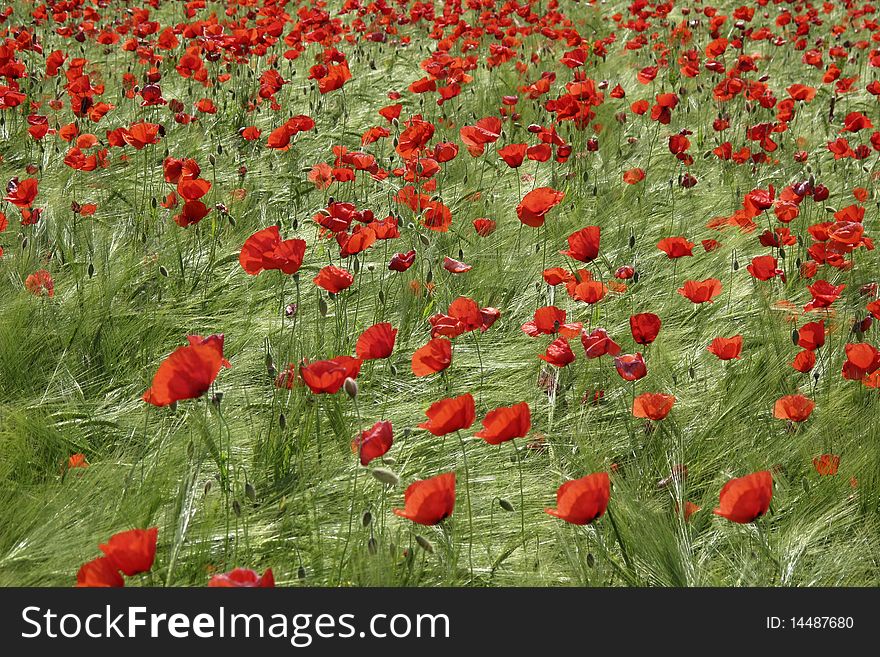 Field of poppies, full frame