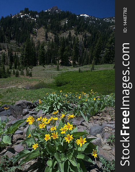 Sunshine wildflowers blooming at Lassen Volcanic National Park. Sunshine wildflowers blooming at Lassen Volcanic National Park