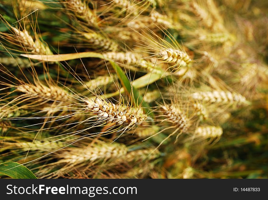 The ears of wheat are taken off from above